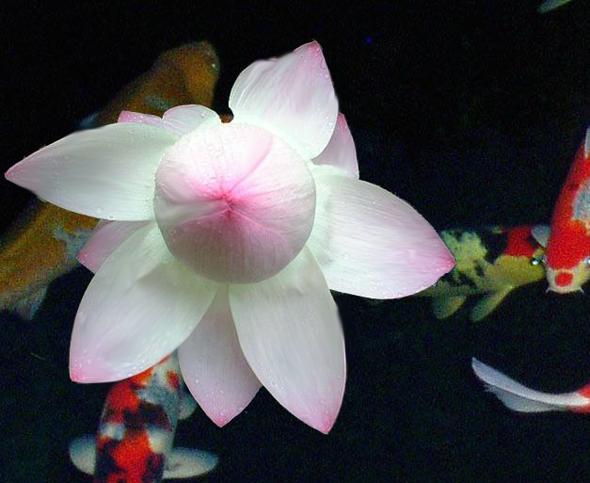sacred flowers