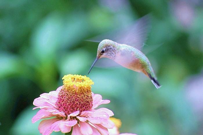hummingbird