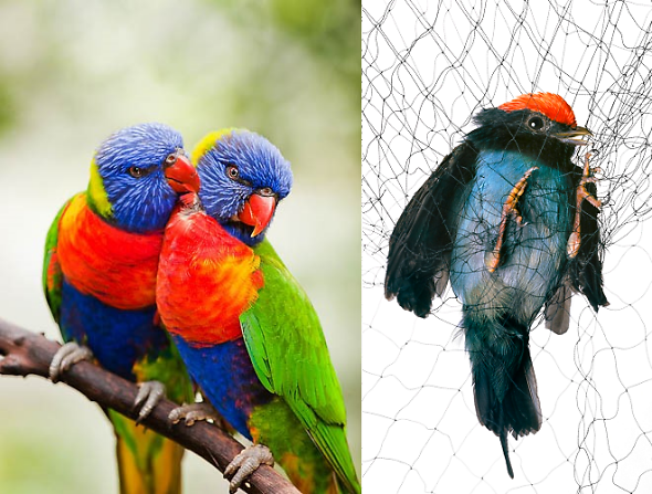 There was once a hunter who lured birds with food and captured them after spreading a net.