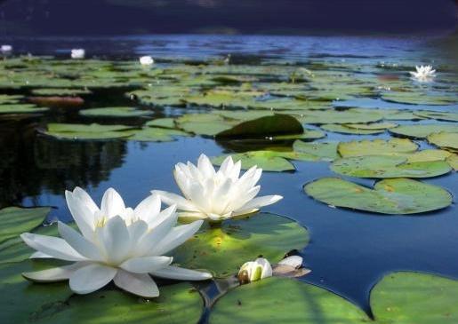 sacred flowers