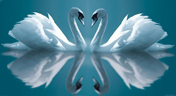 TWO SWANS LIVE TOGETHER IN THE HEART